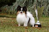 EPAGNEUL PAPILLON 092